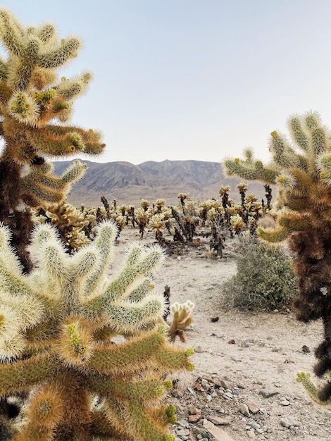 Vista de cactus en el desierto contra el cielo