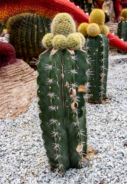 Vista de cactus verde en el jardín zen.