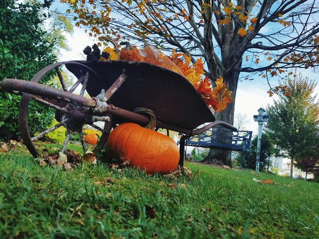 Foto vista de las calabazas en el campo