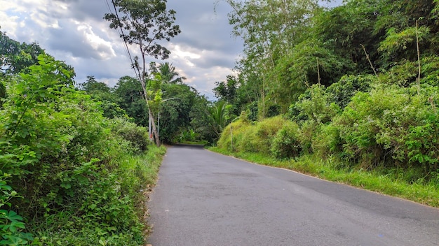 vista de la calle con frondosos árboles en indonesia