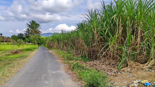 Vista a la calle y plantación de caña de azúcar.