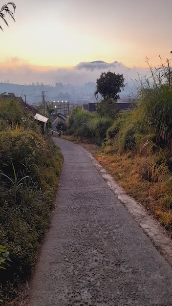 una vista de un camino con un árbol al fondo.