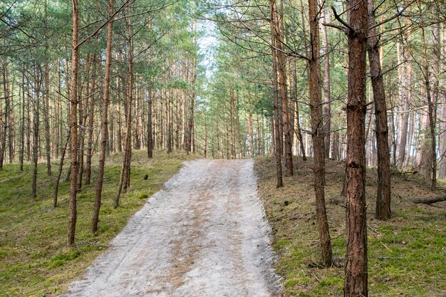 Vista del camino forestal en el fondo del bosque de bosque de pinos