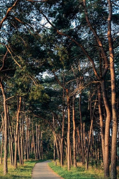 Foto vista del camino a través del bosque de pinos al amanecer