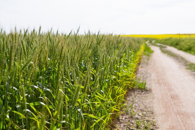 Vista del camino vacío que pasa por los campos