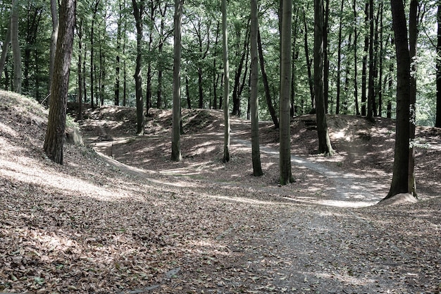 Foto vista de caminos en el bosque con relieve montañoso. concepto de paisaje, fondo.