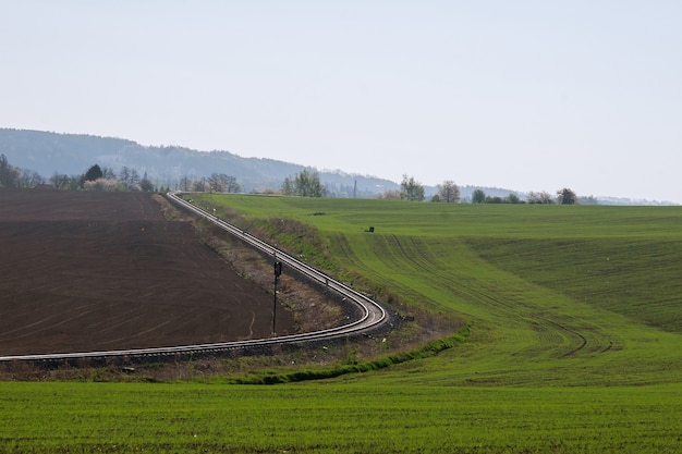 Vista del campo agrícola con brotes de trigo de invierno.