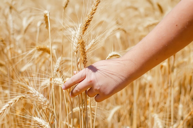 Vista del campo agrícola con grano listo para la cosecha