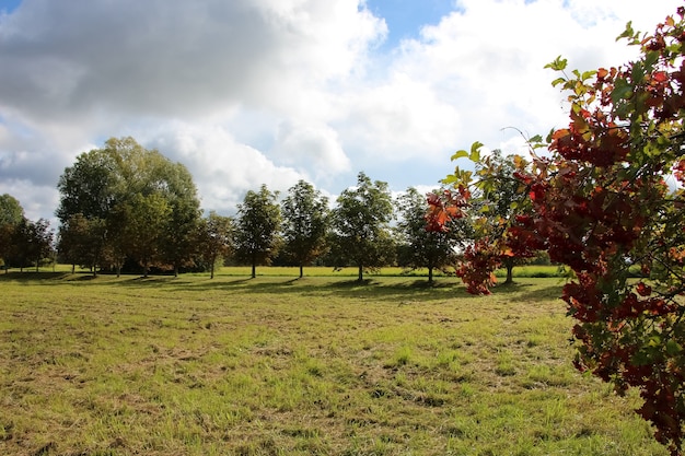 Vista del campo desde el arbusto viburnum en un día soleado