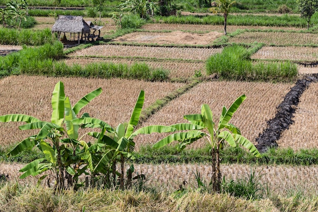 Vista del campo de arroz después de la cosecha. Bali