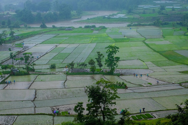 Una vista de un campo de arroz desde lo alto de una colina.