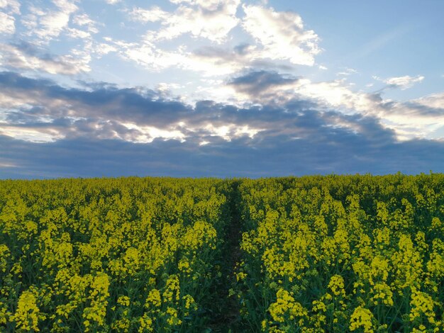 Vista de un campo de colza al atardecer en primavera Por la noche en el campo