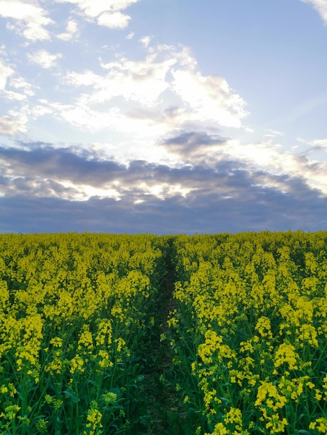 Vista de un campo de colza al atardecer en primavera. Por la tarde en el campo.