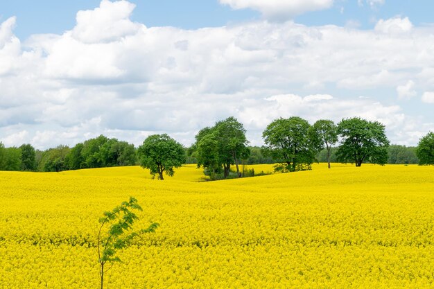 Vista de un campo de colza amarilla contra un cielo azul con nubes blancas