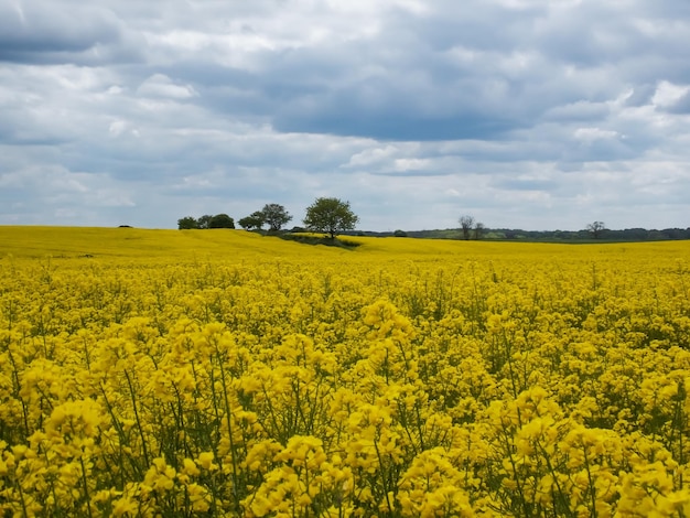 Vista de un campo de colza en flor contra un cielo nublado