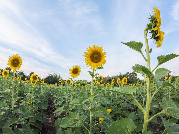 Vista del campo del girasol con el cielo azul en Tailandia.