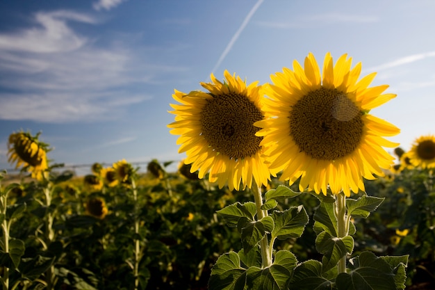 Vista de un campo de girasol con dos girasoles cerca de la derecha de la imagen.