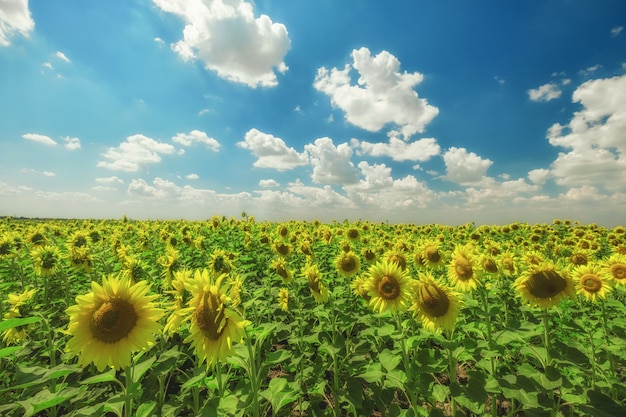 Vista de un campo de girasoles