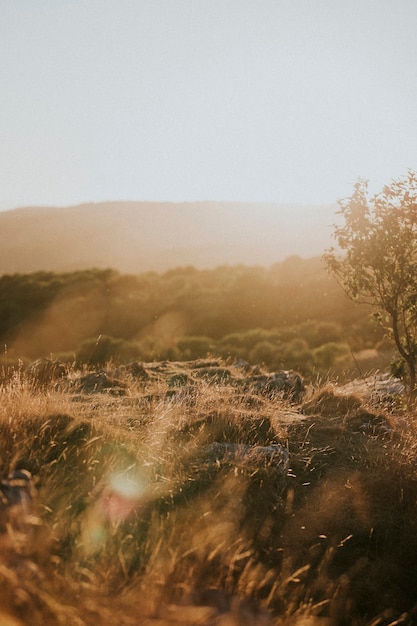 Foto vista de un campo de hierba marrón