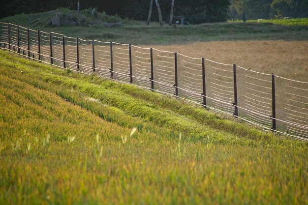 Vista de un campo de hierba