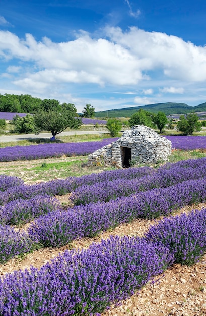 Vista del campo de lavanda y cielo azul, Francia