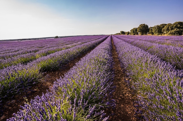 Vista de un campo de lavanda colorido y floreciente