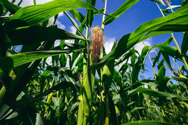 Vista del campo de maíz de la agricultura