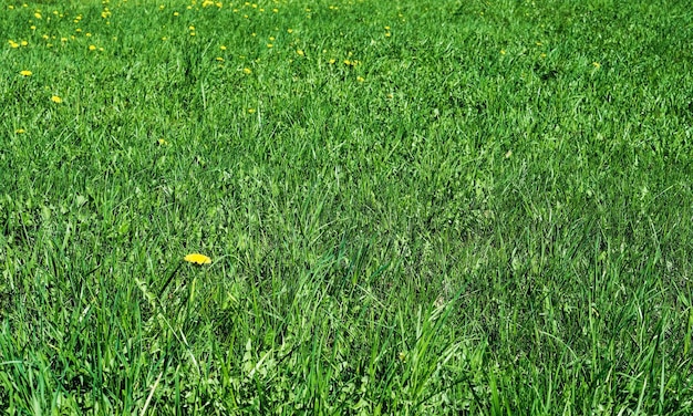 Vista de un campo de primavera verde con hierba exuberante y luz solar con espacio de copia Paisaje verde natural plantas espacio ecología cuidado de la naturaleza idea de papel tapiz fresco como fondo