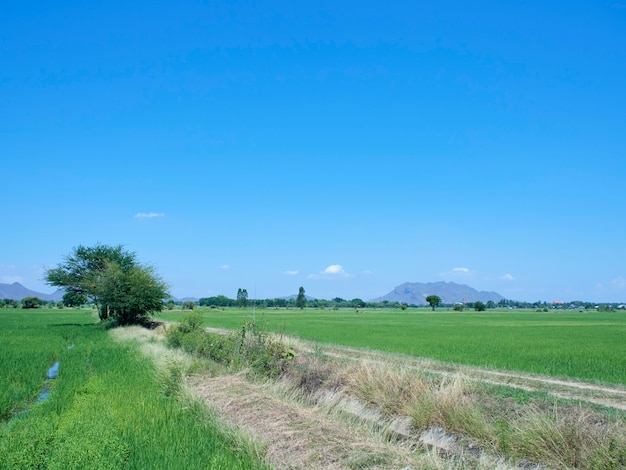 Vista de campo verde con cielo con nubes de luz Hermoso paisaje de naturaleza