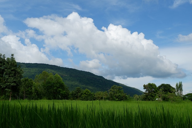 Vista del campo verde fresco del arroz, del cielo azul y de la nube blanca.