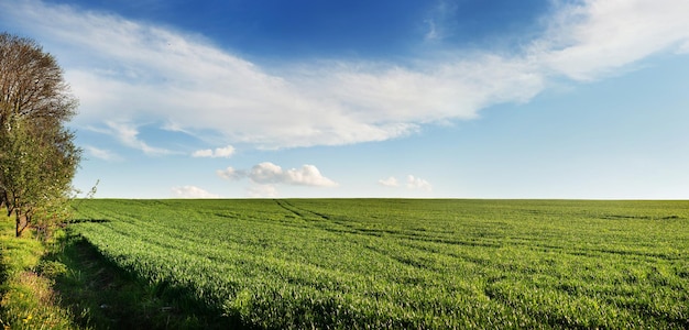 Vista del campo verde de trigo de invierno con rastros en primavera