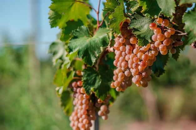 Vista del campo con viñedos Viñedos al atardecer en otoño cosecha Uvas maduras en otoño