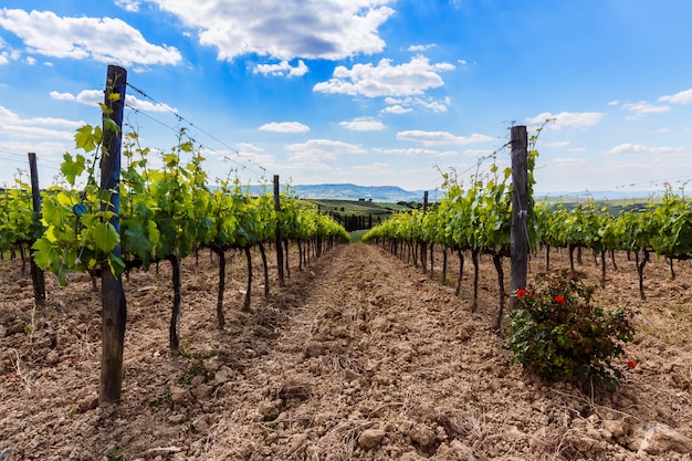 Vista del campo del vino y la uva en Italia