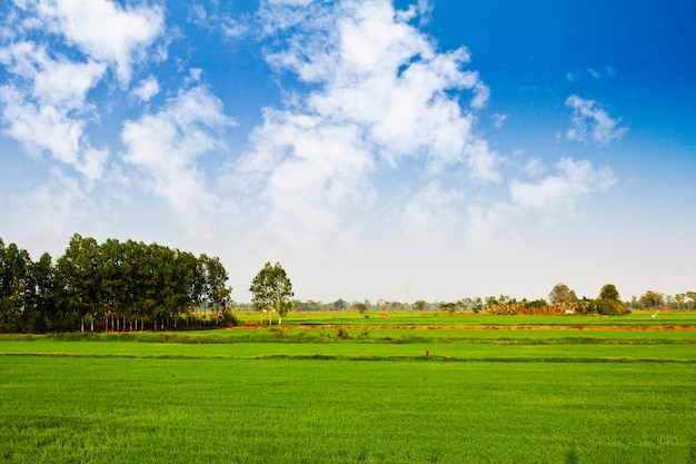 Vista de un campo