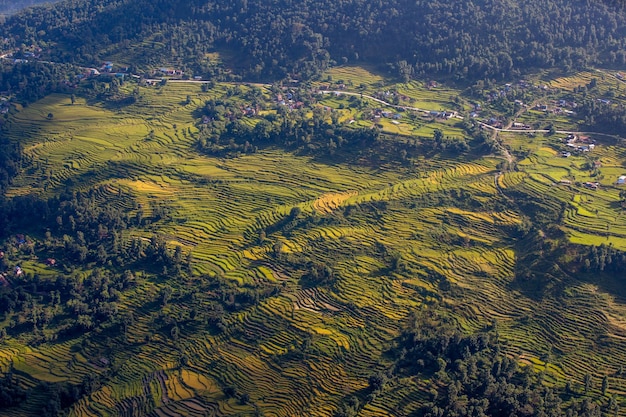 Una vista de los campos de arroz desde el aire.