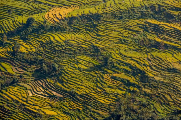 Una vista de los campos de arroz con flores amarillas en primer plano.