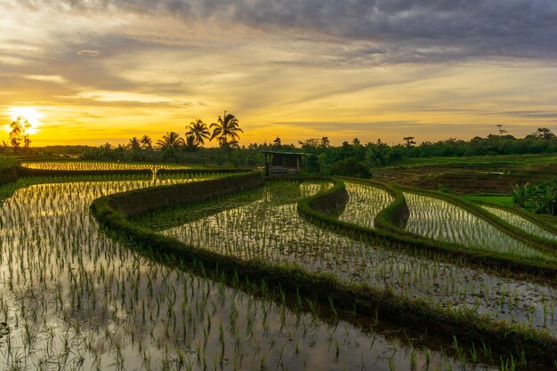 Vista de los campos de arroz de Indonesia al comienzo de la temporada de siembra de arroz con montañas