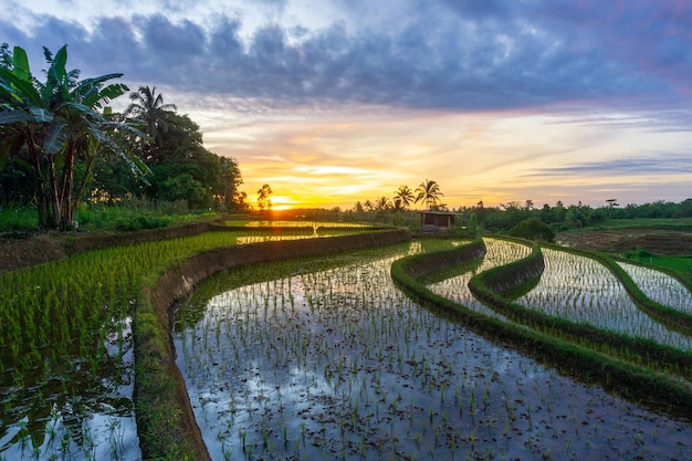 Vista de los campos de arroz de Indonesia al comienzo de la temporada de siembra de arroz con montañas