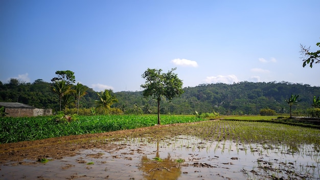 Vista de los campos de arroz en Indonesia