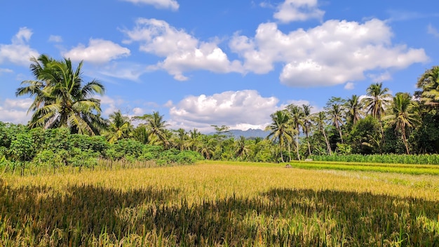 Vista de los campos de arroz listos para la cosecha