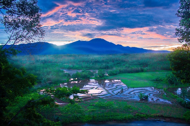 Vista de los campos de arroz por la mañana con un ambiente brumoso por la mañana en la montaña