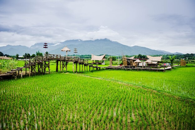 Vista de los campos de arroz y montañas y choza en Wat Phuket