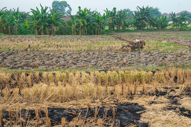 vista de los campos de arroz que se han cosechado y se ararán con un tractor para ser replantados