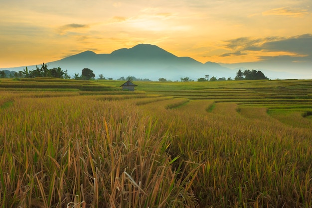 Vista de los campos de arroz secos al pie de las colinas de hojas de Indonesia en la mañana