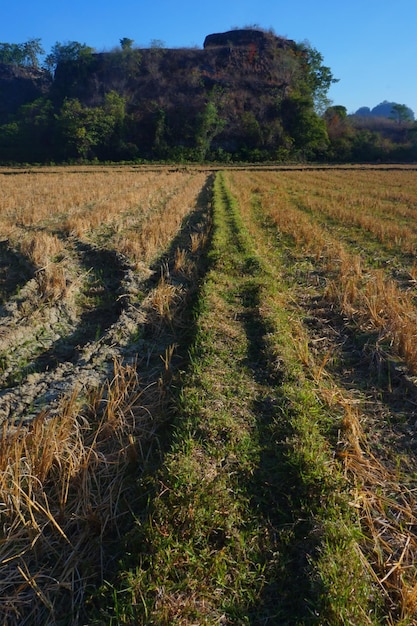 vista de los campos de arroz secos