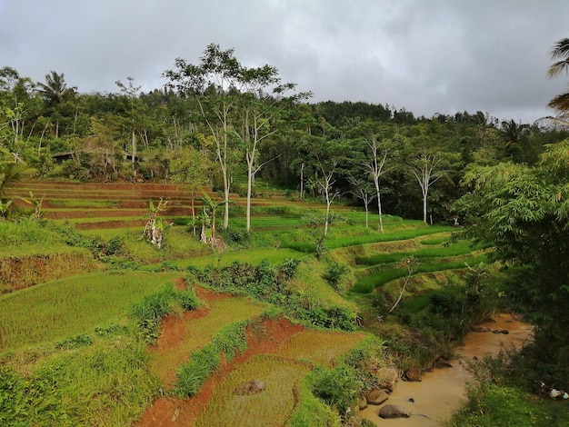 Vista de los campos de arroz en terrazas, el río y los árboles, el clima nublado en el campo indonesio