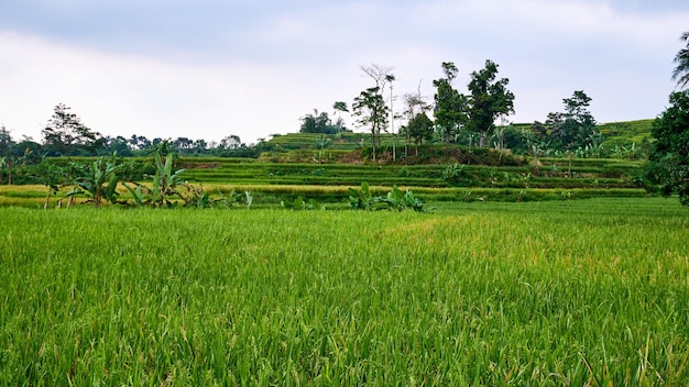 Vista de campos de arroz verde en el campo