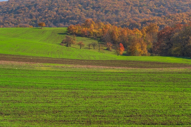 Vista de los campos de cultivo con brotes verdes.