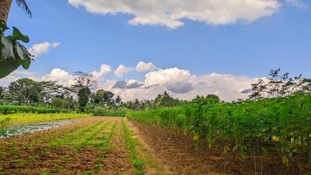 vista de los campos de yuca