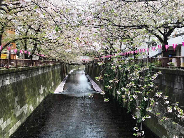 Foto vista del canal a lo largo de los árboles